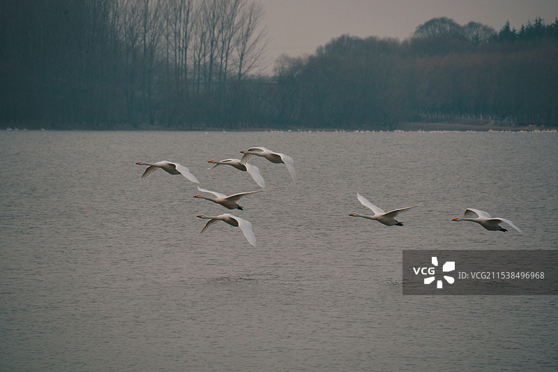 三门峡天鹅湖湿地公园掠过水面的大天鹅图片素材