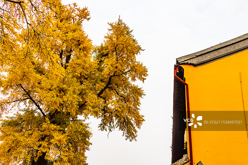 南通天宁寺银杏黄图片素材