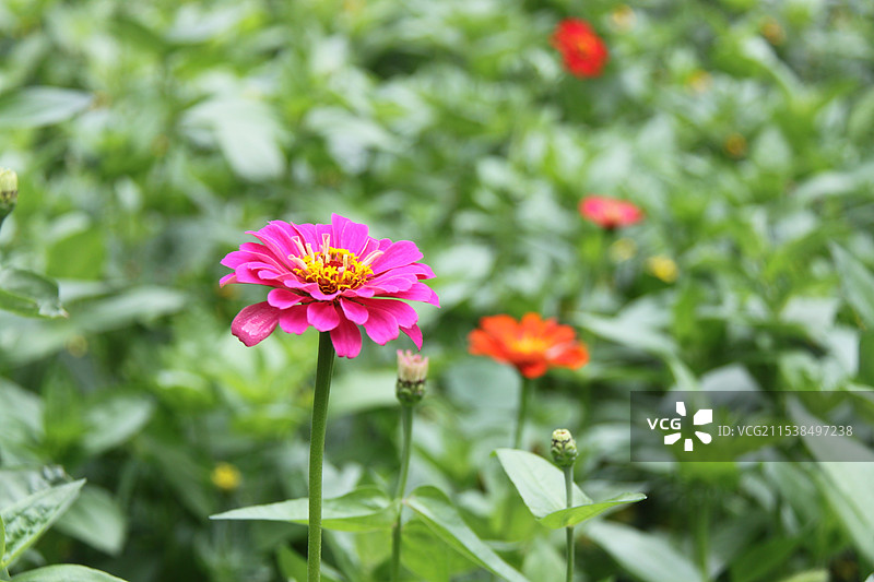 河北省张家口市怀来县黄龙山庄山脚下，美丽的格桑花图片素材