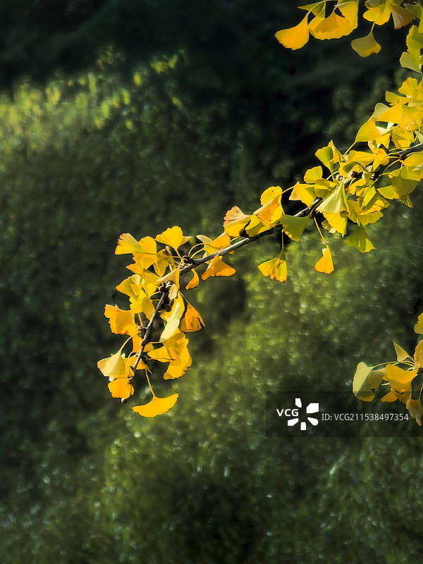 银杏黄了图片素材