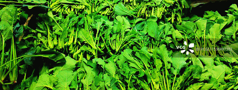 青油菜图片素材