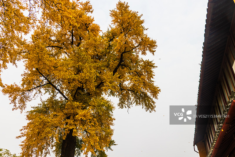 南通天宁寺银杏黄图片素材