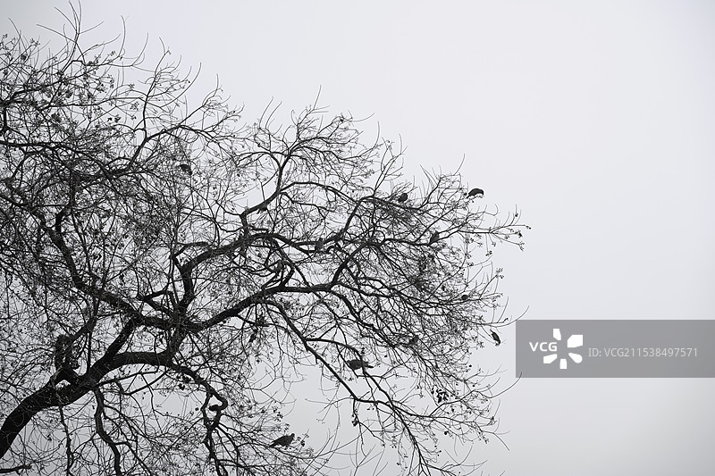 树与鸟图片素材