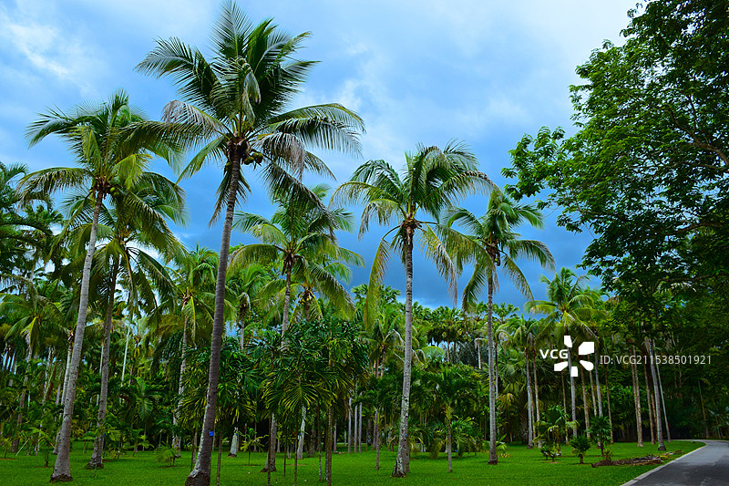 西双版纳中科院热带植物园，棕榈园里的棕榈树椰子树图片素材