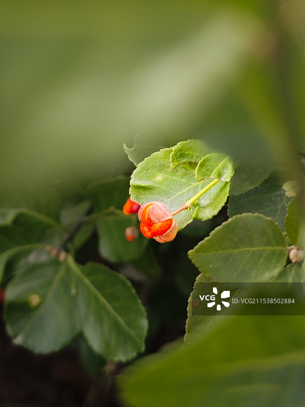 万绿丛中一点红绿化带中得冬青树上结满了密密麻麻红色的果实，在阳光下红润透亮，散发着勃勃生机。图片素材