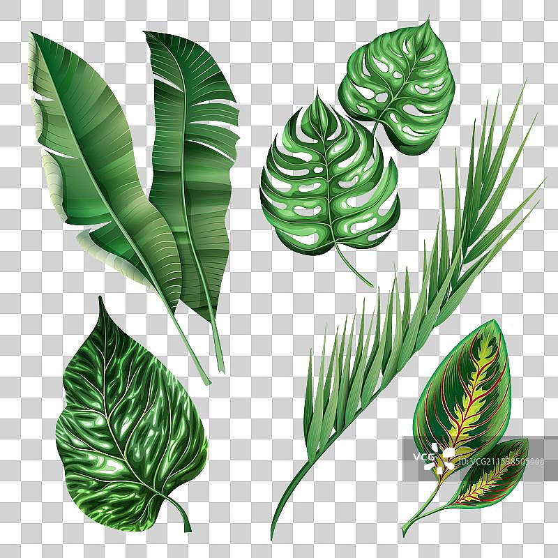 逼真的热带植物叶子组合图片素材
