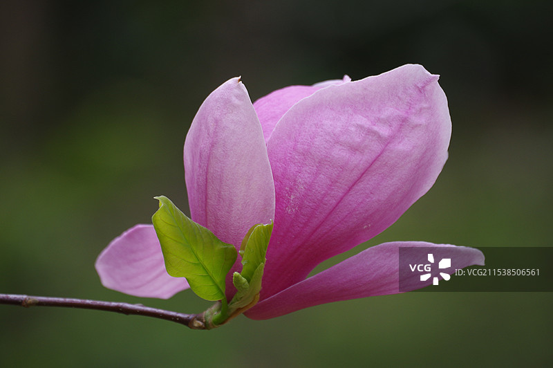 玉兰花图片素材