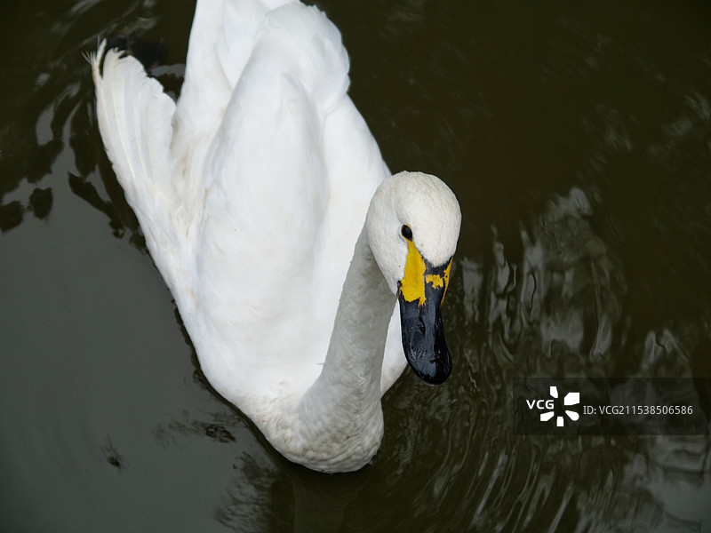 大天鹅全身图片素材