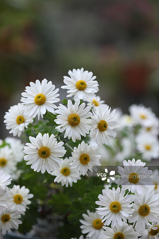 白天和黑夜的小菊图片素材