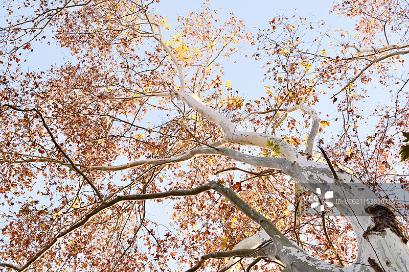 秋天阳光下的梧桐树图片素材