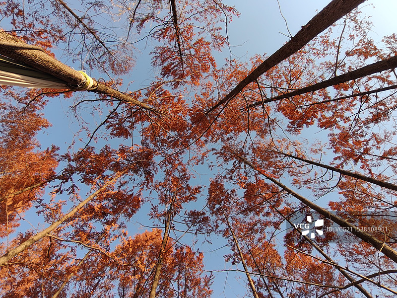 停车坐爱枫林晚图片素材