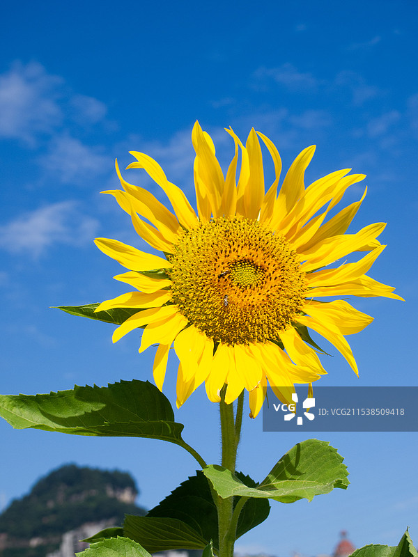 向日葵图片素材