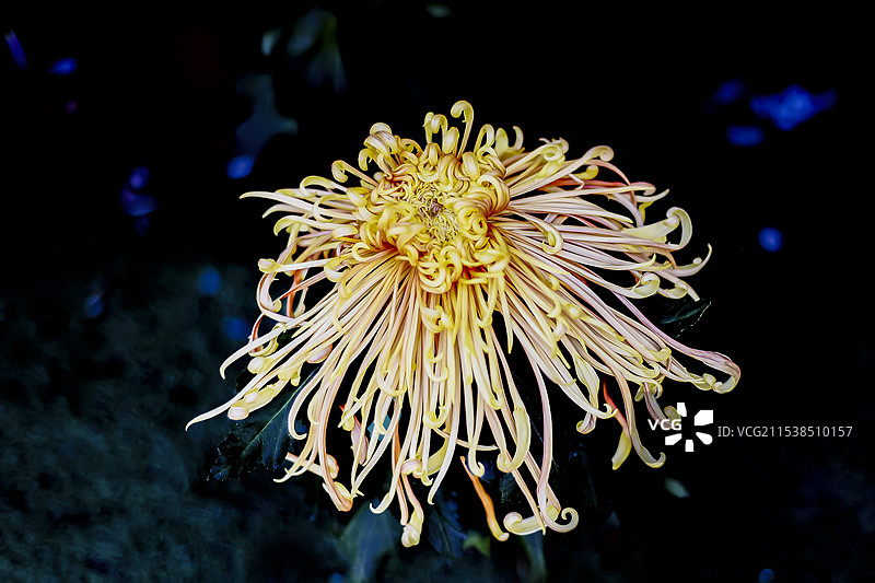 秋菊 CHRYSANTHEMUM ( 品种名：岸的黄心）图片素材