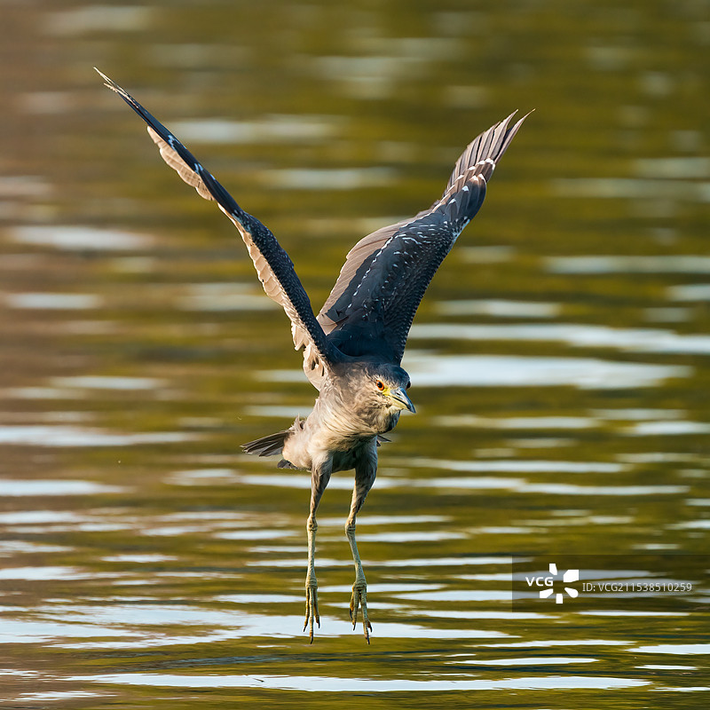 翩翩起舞图片素材