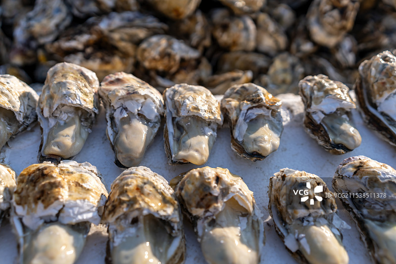 新鲜捕捞的牡蛎在海鲜市场展出图片素材