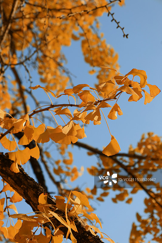 从来银杏不负秋图片素材