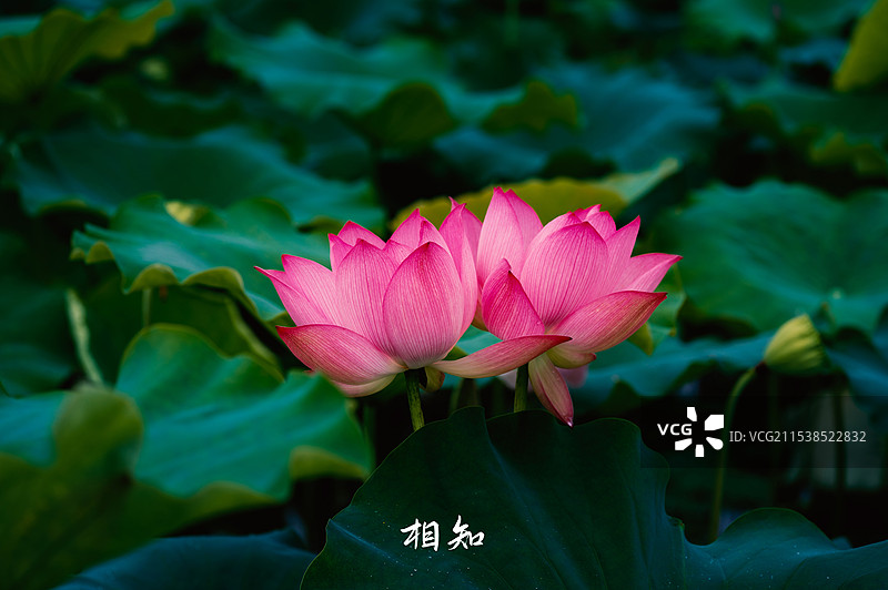 荷气生财 好运莲莲！图片素材