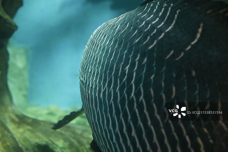 深海 大鱼 鱼鳞 鱼身图片素材