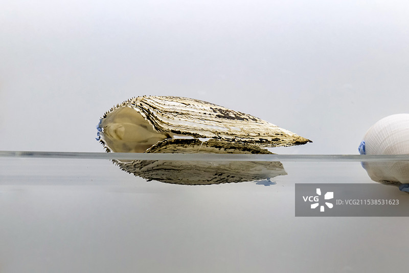 大沽全海笋 山东博物馆“三千玲珑-中国海洋贝类展”图片素材