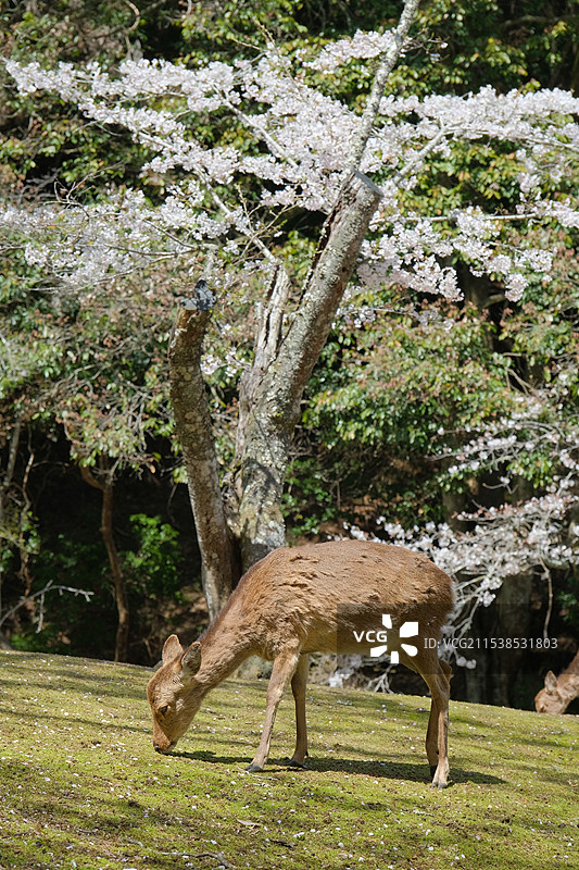 春天日本宫岛樱花树下的小鹿图片素材