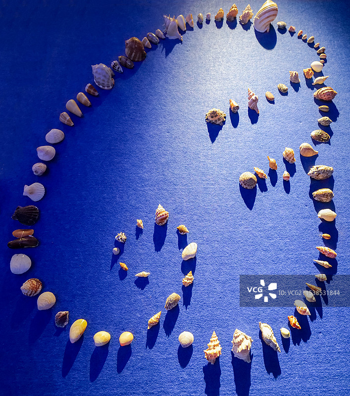 山东博物馆“三千玲珑-中国海洋贝类展”-贝壳标本图片素材