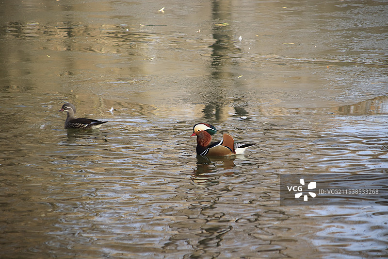 河北省鸡泽县毛遂文化园龙湖进入初冰期——游弋在冰与水边缘的一对鸳鸯图片素材