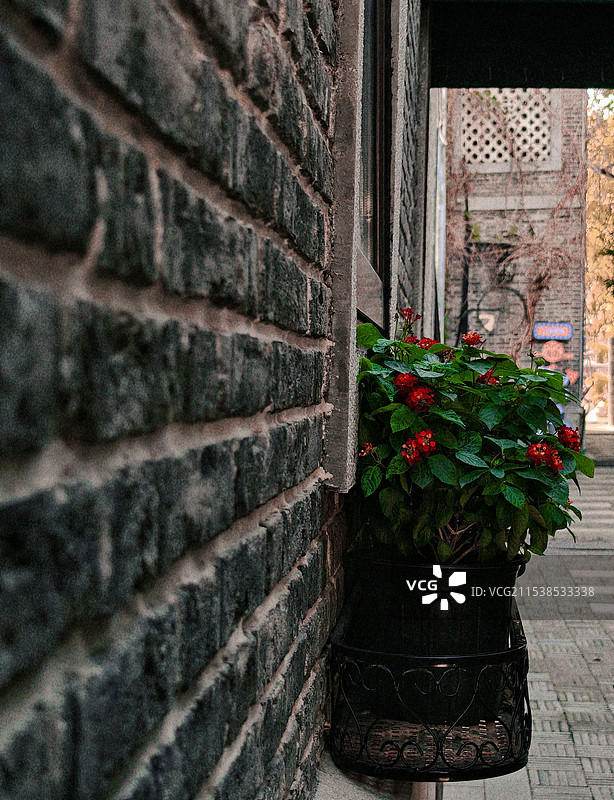 街拍-窗台上的鲜花图片素材