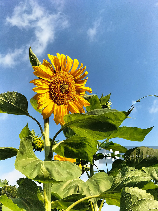 向日葵图片素材