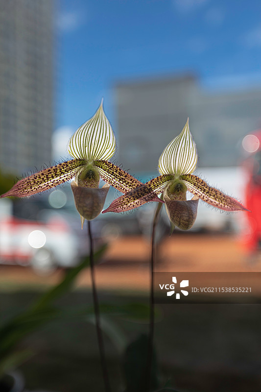 开花植物兜兰图片素材