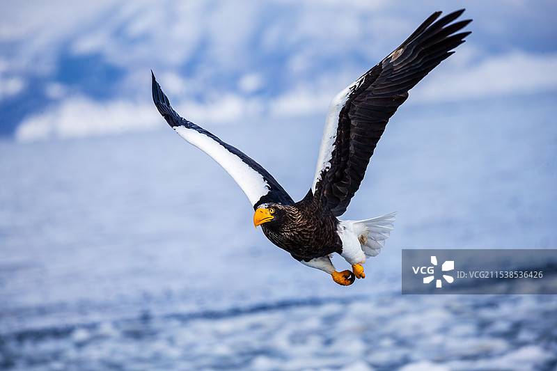 日本北海道的流冰和海雕图片素材