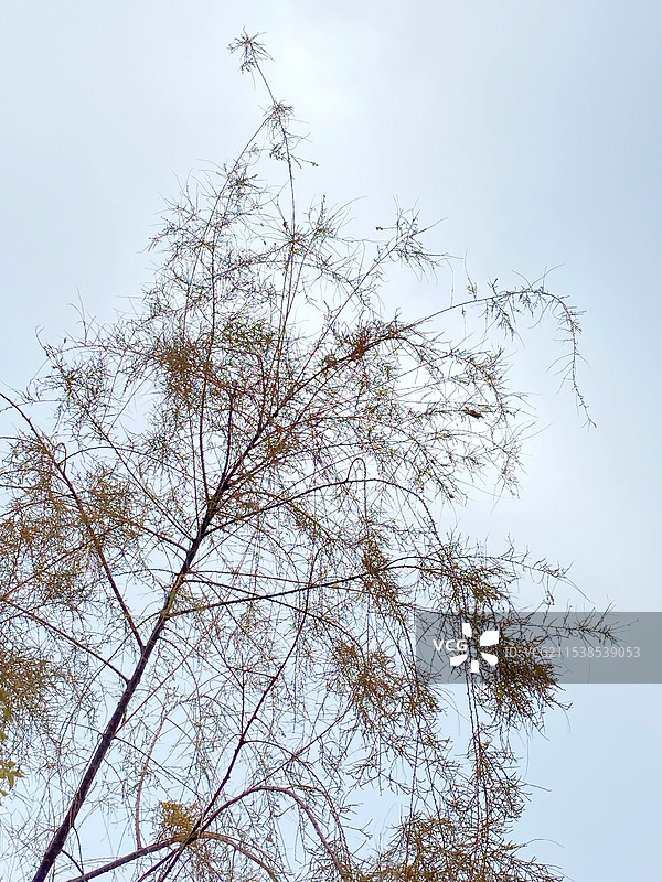 奇特的柳树（柽柳）图片素材