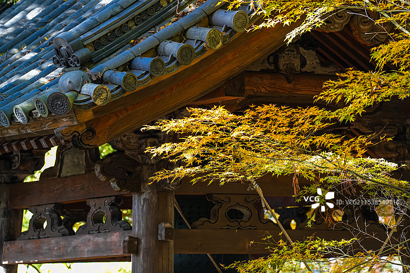 日本京都 秋天红叶 知恩院 寺庙 古建筑图片素材