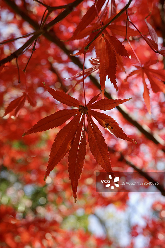 树上枫叶的特写镜头图片素材