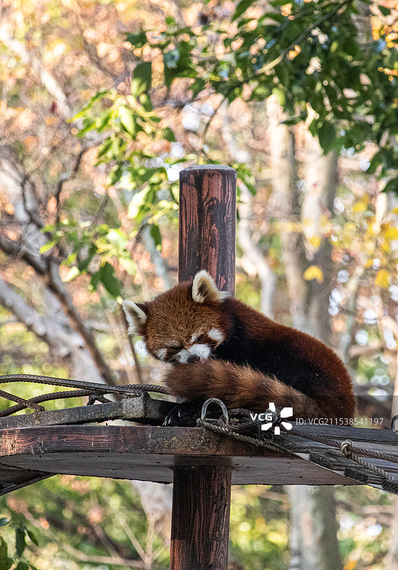 小熊猫图片素材