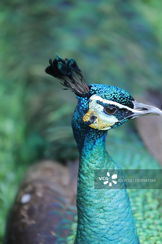 蓝孔雀和绿孔雀头部特写图片素材