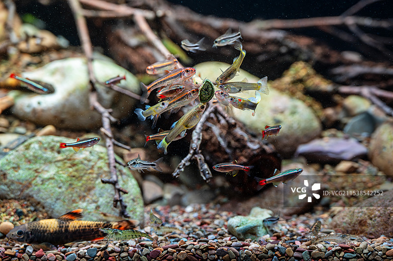 抢食的小鱼特写图片素材
