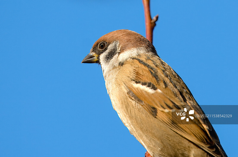 一只英俊严肃的麻雀图片素材