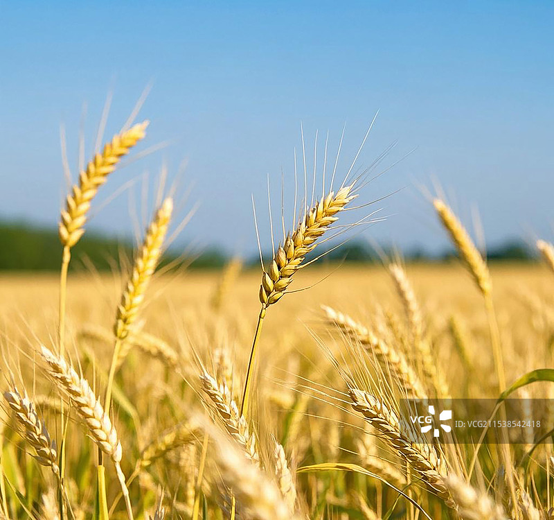 风吹麦浪，金黄成熟的麦穗图片素材