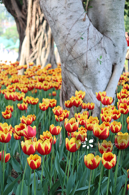 郁金香图片素材