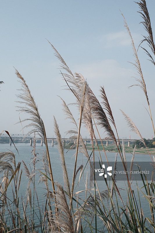 地上作物仰天生长的特写镜头图片素材