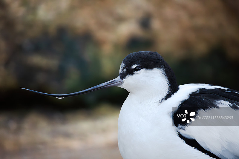 反嘴鹬图片素材