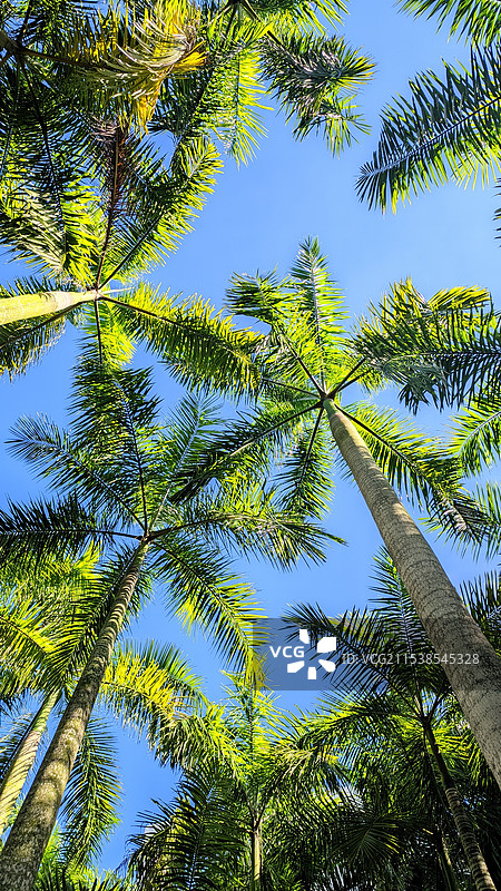 蓝天下棕榈树的俯视图图片素材