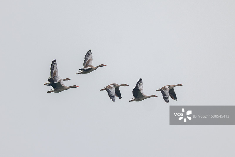 雁南飞图片素材