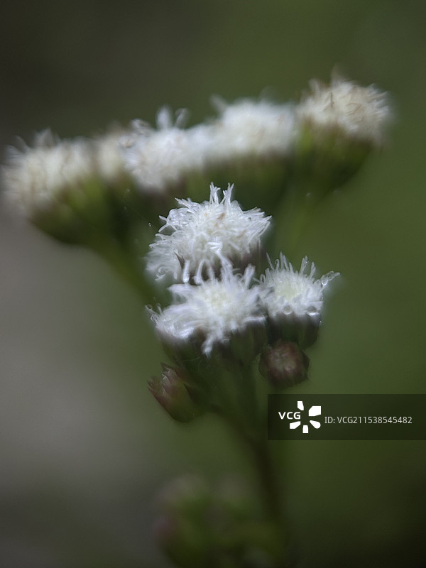 白色开花植物特写图片素材