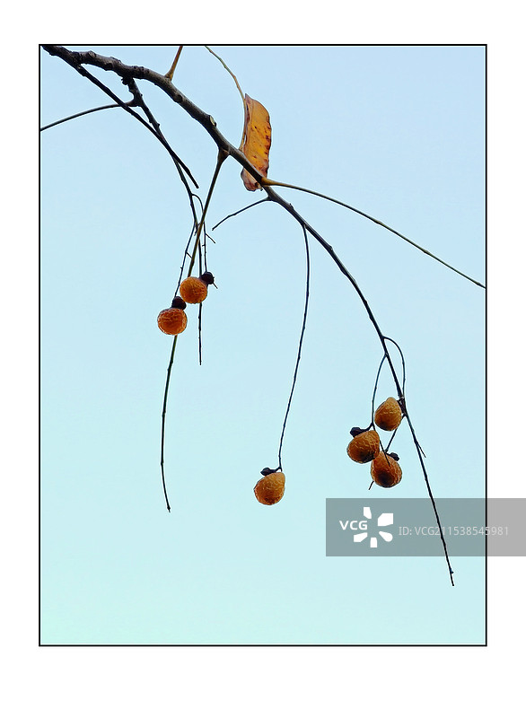 秋将尽图片素材