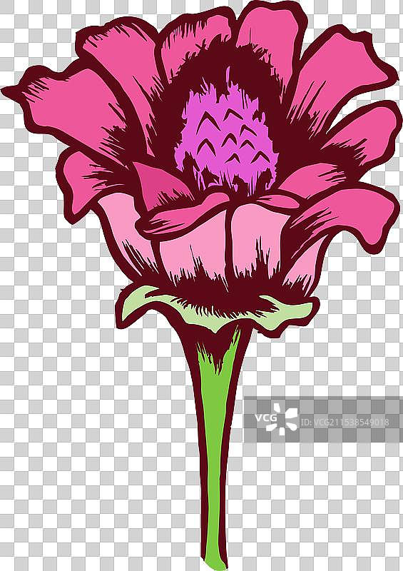 百日草花图片素材