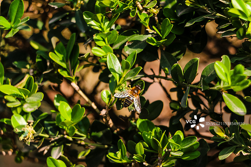 春天劳作的小蜜蜂图片素材