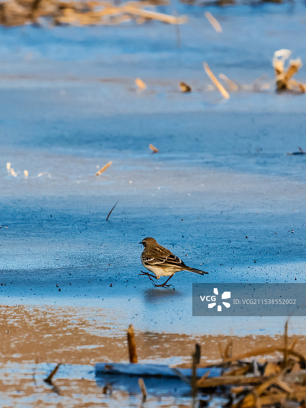北京冬天湖面上的水鹨图片素材