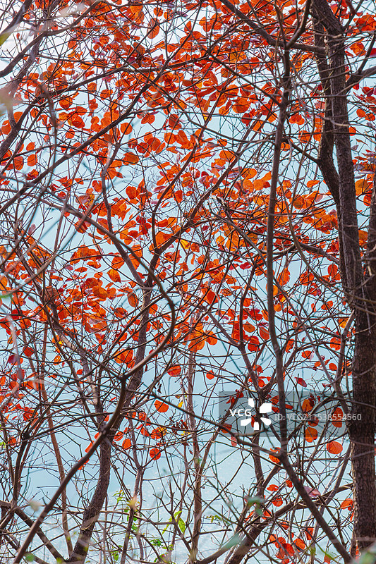 霜叶红于二月花图片素材