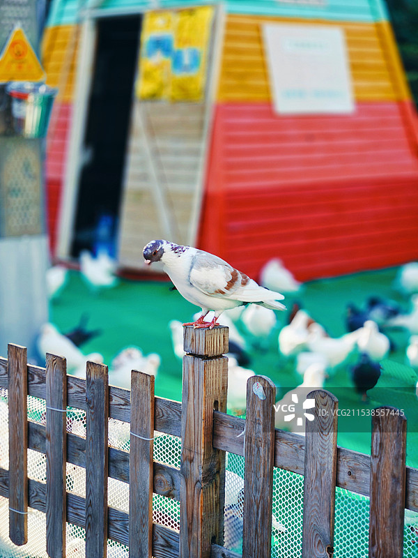 冬日暖阳下厦门湖里万达广场的鸽子图片素材